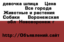 девочка шпица  › Цена ­ 40 000 - Все города Животные и растения » Собаки   . Воронежская обл.,Нововоронеж г.